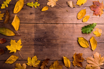 Wall Mural - autumn leaf composition. studio shot on wooden background.