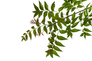 Wall Mural - Medicinal neem leaf on white background. Azadirachta indica.