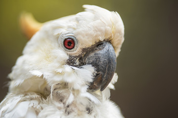 Portrait of white Cockatoo, Sulphur-crested Cockatoo