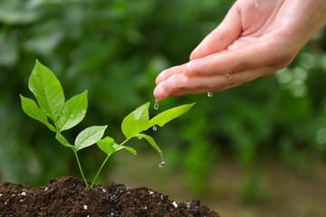 Poster - Woman hand watering plant in garden