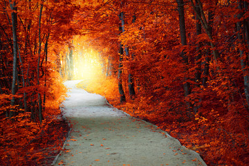 Wall Mural - fantastic autumn forest with path and magical light