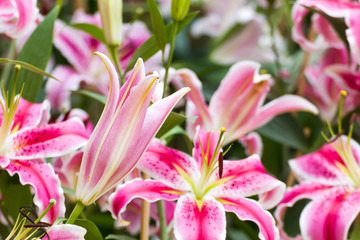 Canvas Print - Close up of pink lily flower