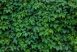 climbing plant ampelopsis as a green background
