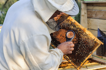 Wall Mural - Beekeeper studying the eggs and larvae of bees with help  a magnifying glass.