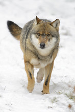 Adult Eurasian Wolf (Canis Lupus Lupus) Running Towards Camera In The Snow, Germany