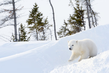 Wall Mural - polar bear (ursus maritimus) cub coming out den and playing around, wapusk national park, canada.