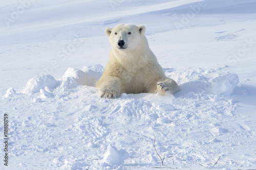 Fotografía Polar bear (Ursus maritimus) mother coming out freshly opened den with backlight, Wapusk national park, Canada