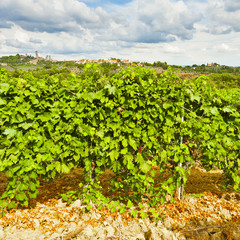 Canvas Print - Vineyard in the Autumn