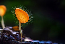 Mushrooms Orange Fungi Cup.