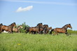 Pferde galoppieren über Weide