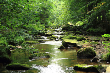 Wall Mural - river in the czech forest