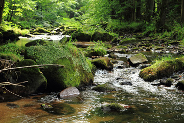 Wall Mural - river in the czech forest