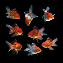 Gold Fish Isolated On Black Background