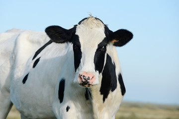 cattle standing on meadow and looking