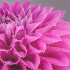  Purple flower petals, close up and macro of chrysanthemum, beautiful abstract background