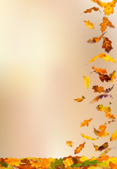 Wall Mural - Falling autumn colored oak leaves isolated on natural background.