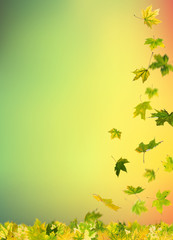 Wall Mural - Falling autumn green maple leaves, isolated on natural background.