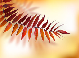 Wall Mural - Autumn branch Rhus typhina on natural background.