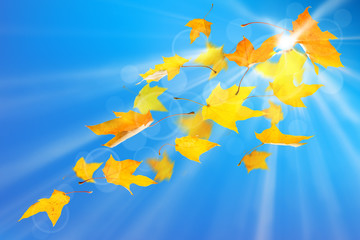 Wall Mural - Autumn yellow maple leaves, against sun and blue sky background.