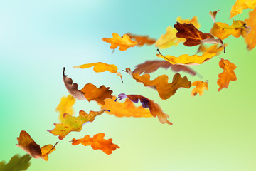 Wall Mural - Falling autumn oak leaves on natural background.