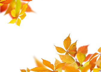 Wall Mural - Autumn background with colorful leaves.