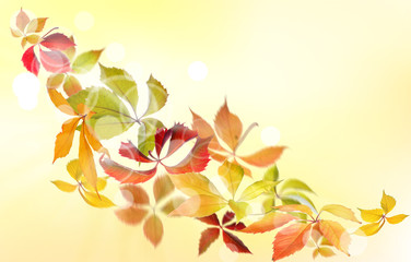 Wall Mural - Falling Virginia Creeper(Parthenocissus quincquefolia) autumn leaves on natural background.