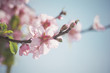 Pink almond tree branch in bloom - Almond flower blossom - Springtime - Japanese ceremony of enjoying the transient beauty of flowers