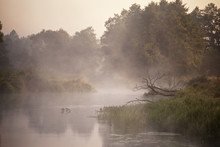 Foggy River In The Morning