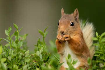 Wall Mural - close up of a red squirrel sitting in green foliage eating a nut with a green background.