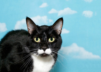 black and white tuxedo tabby cat with green eyes, close up, blue background sky with white clouds. c