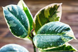 Potted ficus elastica plant, on a wooden background, closeup, selectiv focus. Urban gardening, home planting. Ficus tree houseplant. Concept image for interior design.