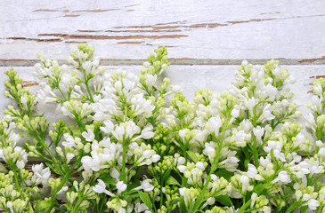 Sticker - White lilac on wooden background