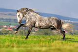 Fototapeta Konie - Beautiful grey andalusian horse with long mane run gallop against mountain view