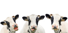 Three Funny Cow Isolated On A White Background. Portrait Of Three Cute Cows. Group Of Cows Talk To Each Other