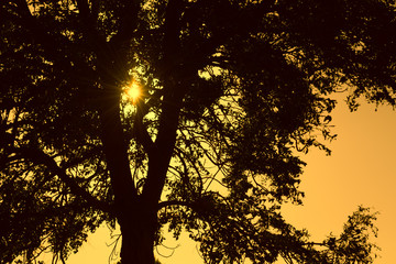 Wall Mural - tree silhouette sunset