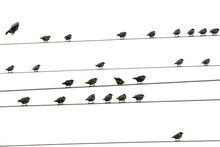 Birds Sitting On Wires