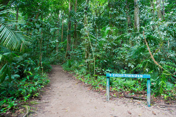 Wall Mural - Mossman Gorge Pathway