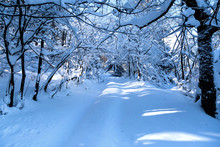 Snow-covered Forest And Buried Under Snow Road