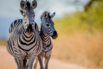 two zebras bonding in the kruger.