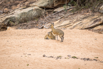 Two Klipspringers in the sand in the Kruger.