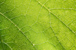 © fotolesnik - Grape leaf close-up