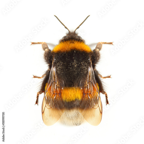 Fotografía The Bumblebee or Bumble Bee (Bombus terrestris) is important pollinator of both crops and wildflowers