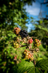 Poster - Brombeeren am Strauch