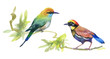 Watercolor colorful Birds on branches with green leaves.