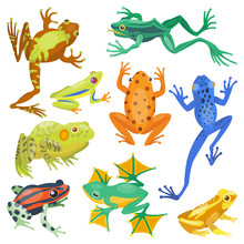 Frog Cartoon Tropical Animal And Green Frog Cartoon Nature Icons. Funny Frog Cartoon Collection Vector Illustration. Green, Wood, Red Toxic Frogs Flat Syle Isolated On White Background