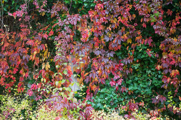 bunte farbige Blätter im herbst