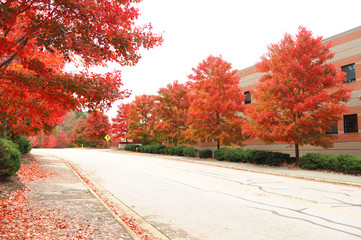 red autumn trees in a row at road side outside company building