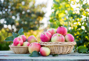 Wall Mural - Organic apples in a baskets