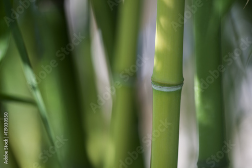 a close-up of bamboo branches