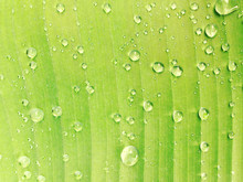 Water Drops On Banana Leaf After Raining In The Morning